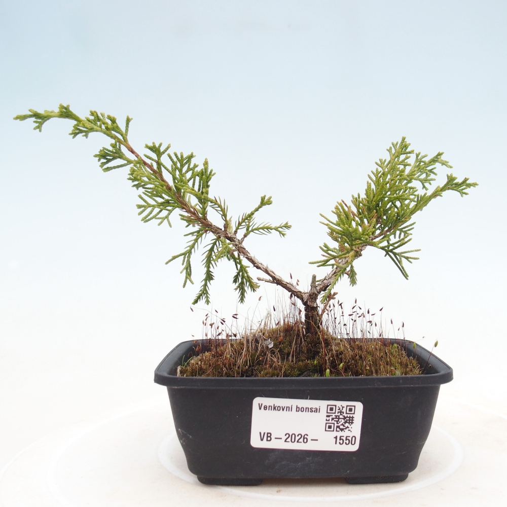 Bonsai voor buiten - Juniperus chinensis Itoigawa