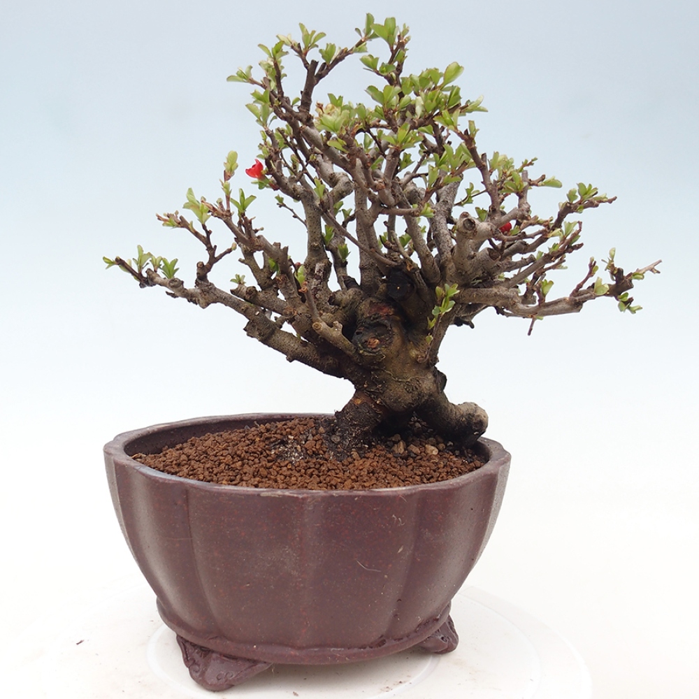 Bonsai voor buiten - Chaneomeles speciosa - Kweepeer