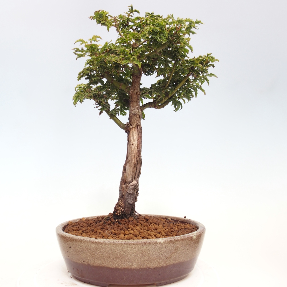 Bonsai voor buiten -Javor palm Acer palmatum Shishigashira