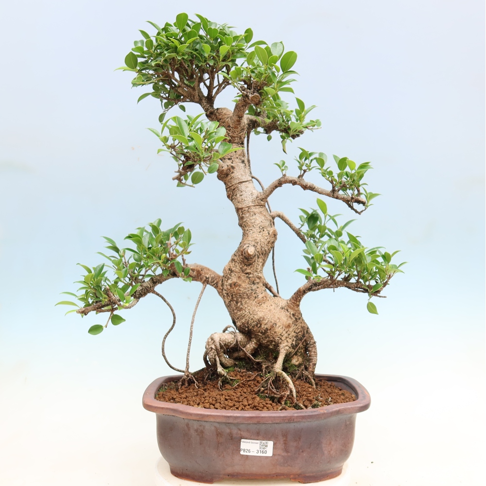 Kamerbonsai - Ficus kimmen - kleinbladige ficus