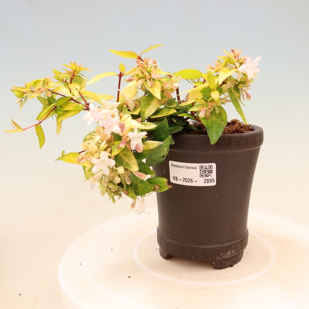 Buitenbonsai - Abelia gr. Kleidoscope - Grootbloemige abelia