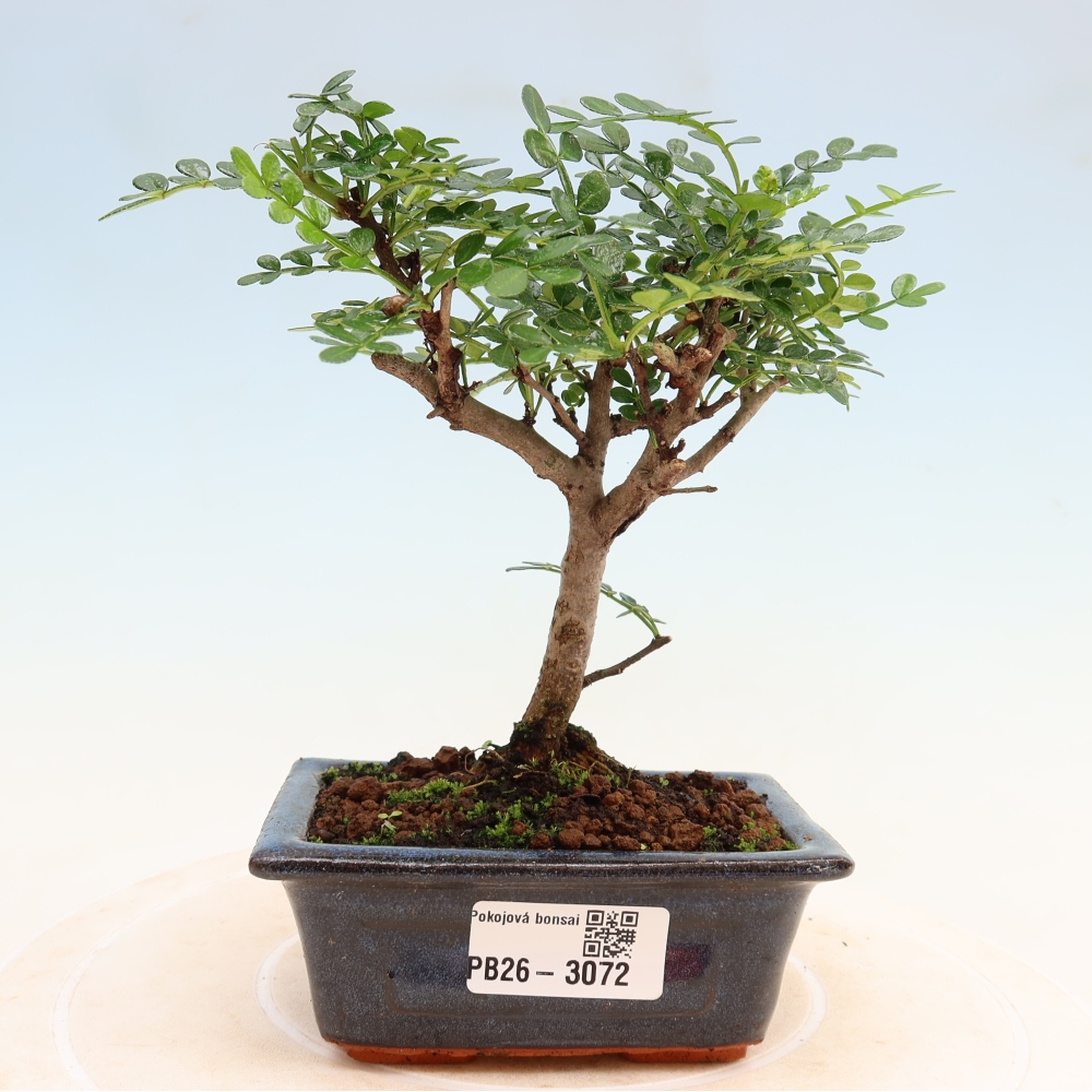 Kamerbonsai - Zantoxylum piperitum - peperboom