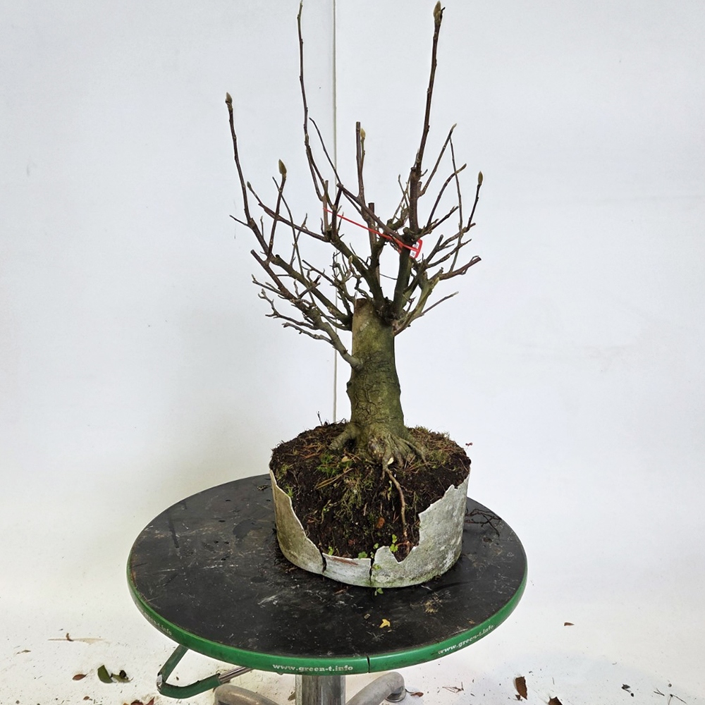 Bonsai voor buiten - magnolia - Šácholan