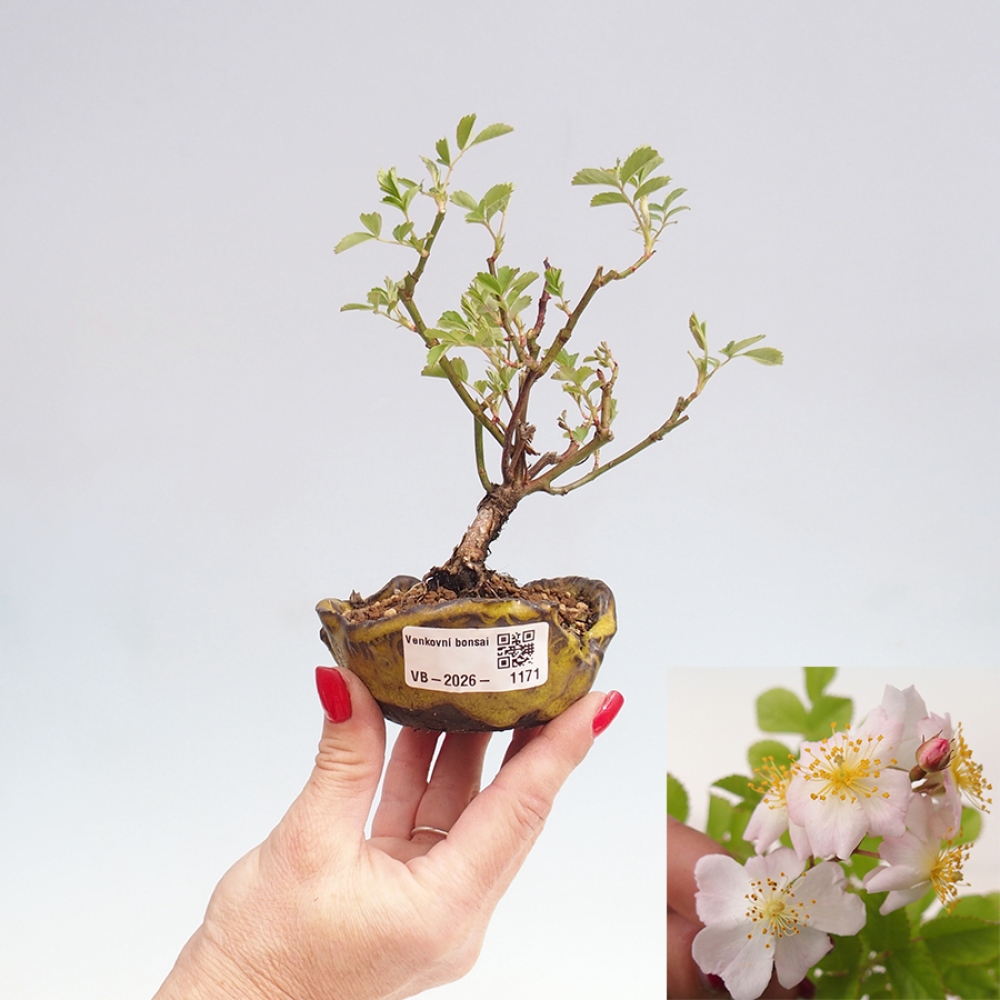 Bonsai voor buiten - Rosa sp. - kleinbloemige roos