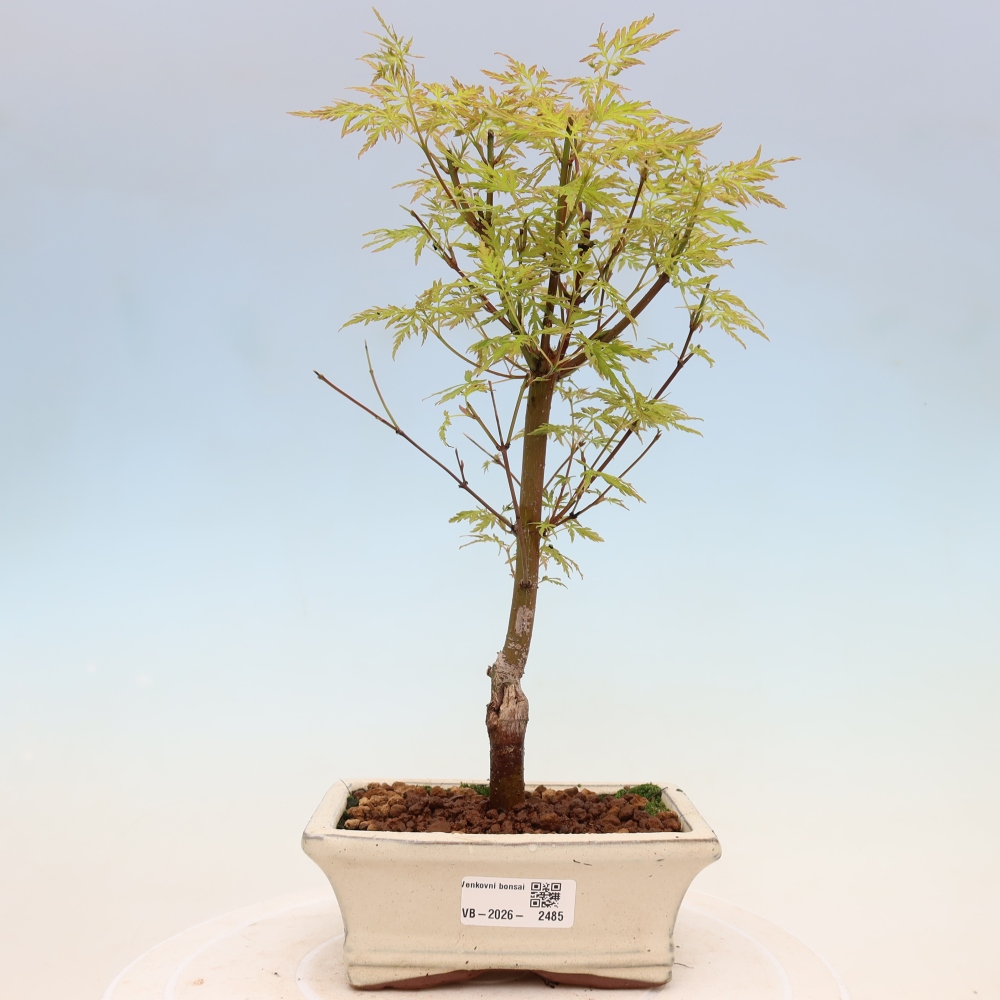 Bonsai voor buiten - Acer palmatum Dissectum
