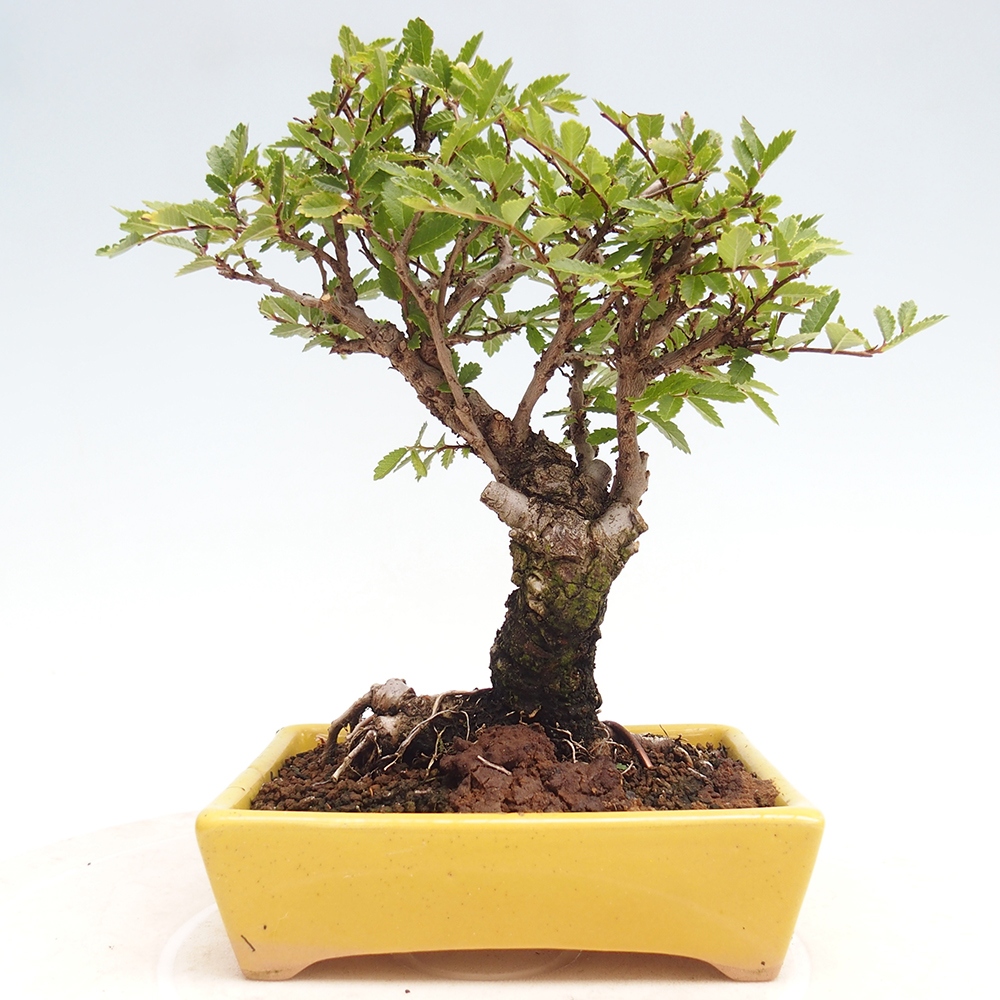 Bonsai voor buiten - Zelkova - Zelkova NIRE