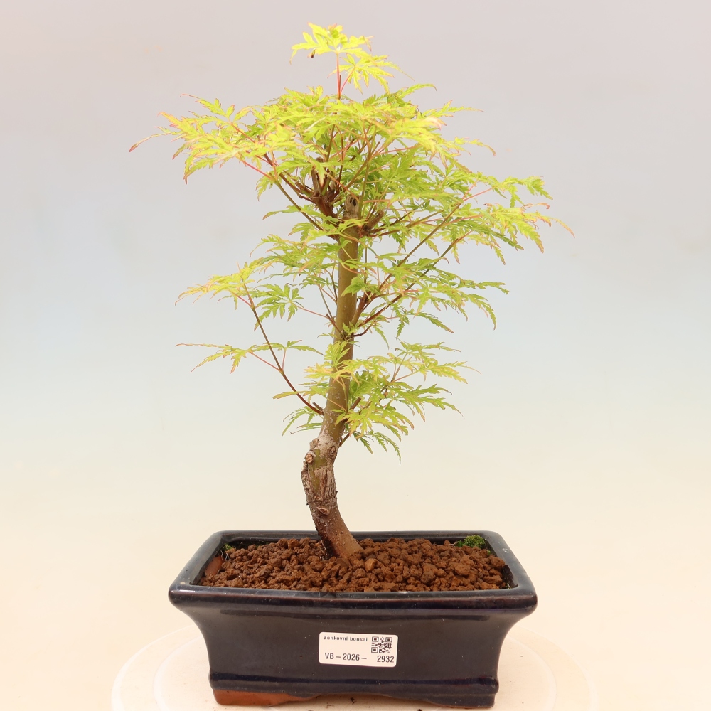 Bonsai voor buiten - Acer palmatum Dissectum