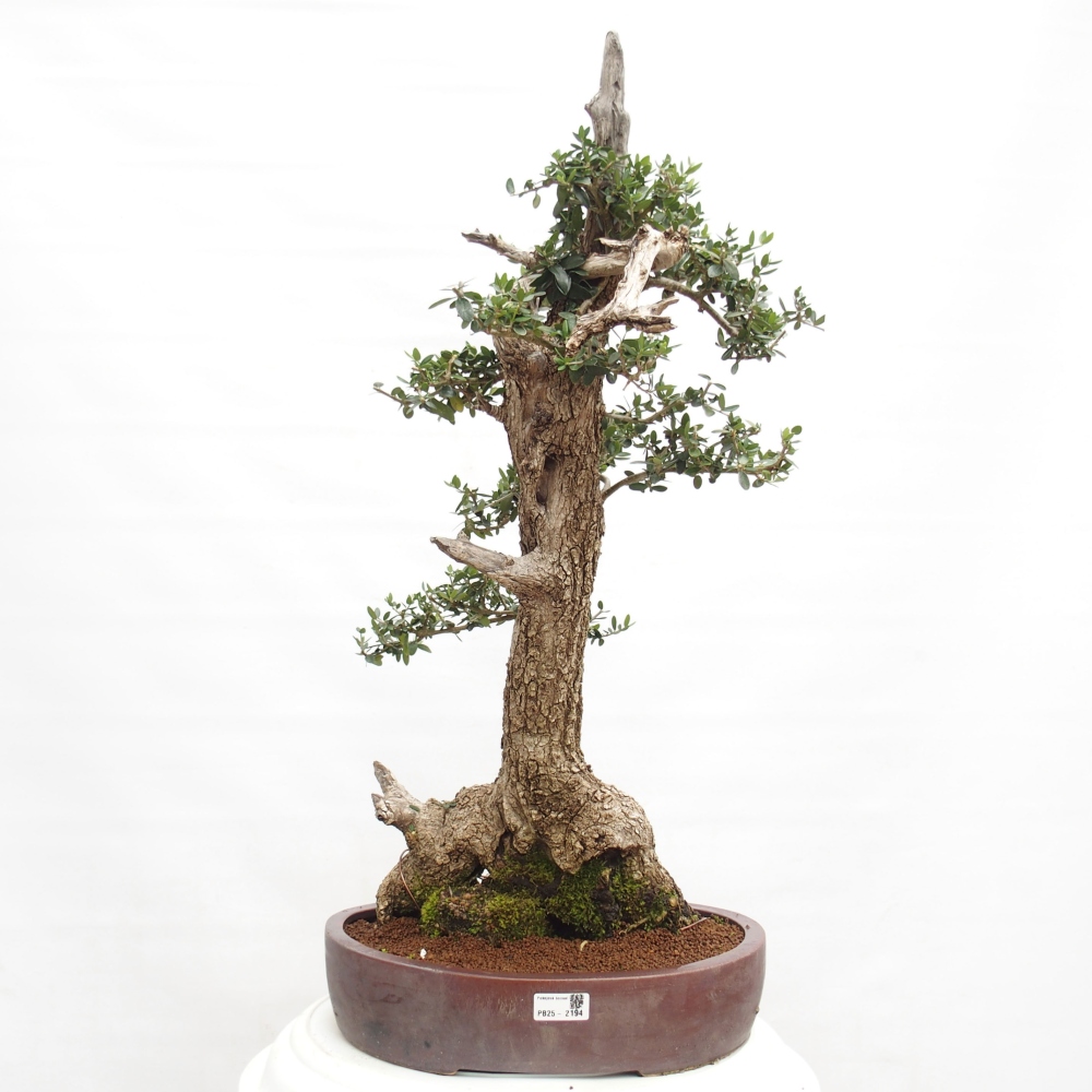 Bonsai voor binnen - Olea europaea sylvestris