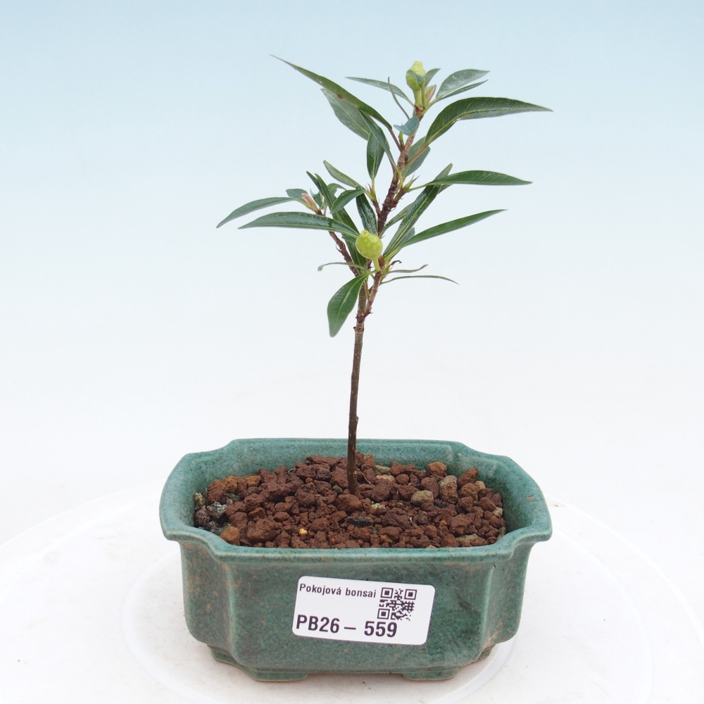 Kamerbonsai - Ficus nerifolia - kleinbladige ficus