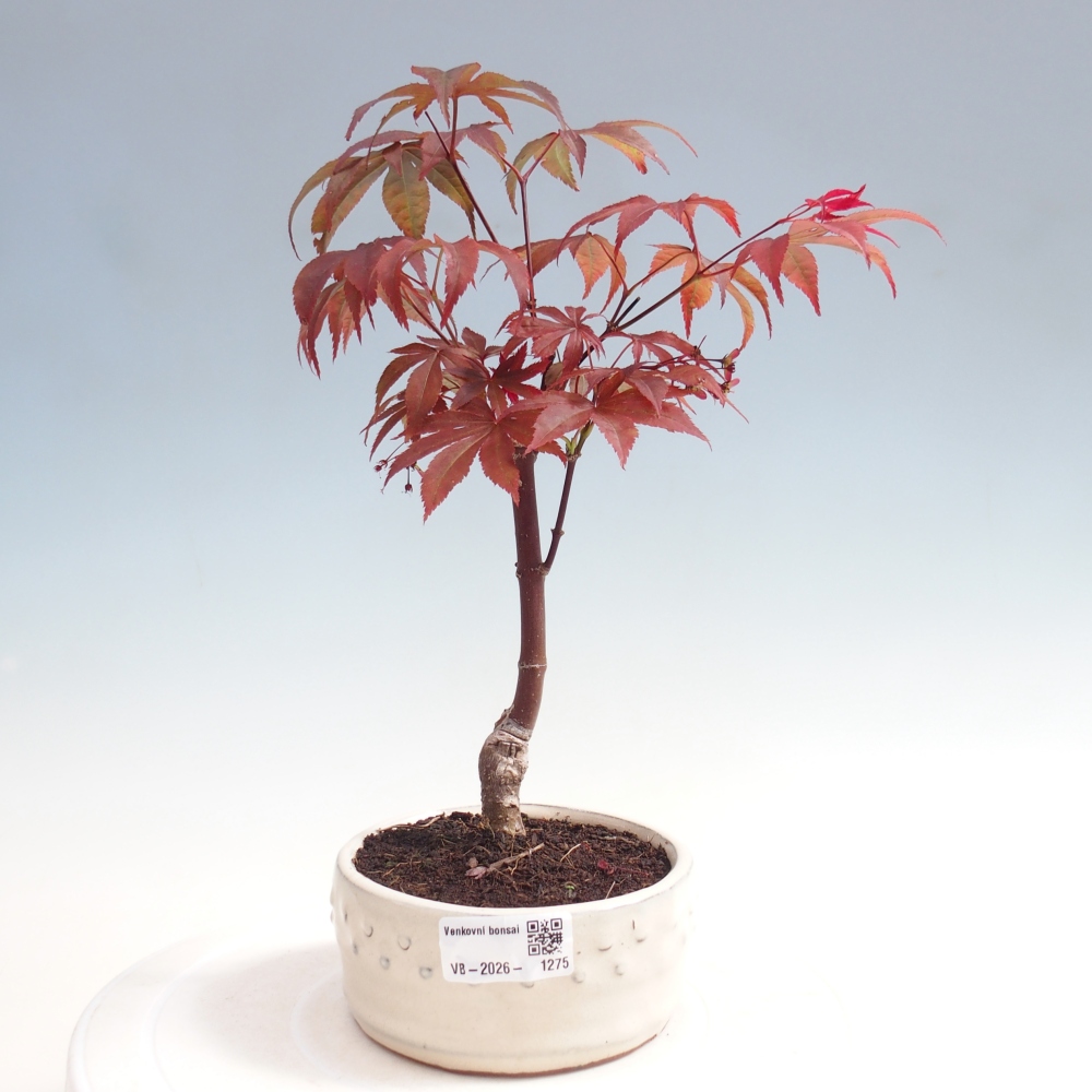 Bonsai voor buiten - Acer palm. Atropurpureum-Javorpalm