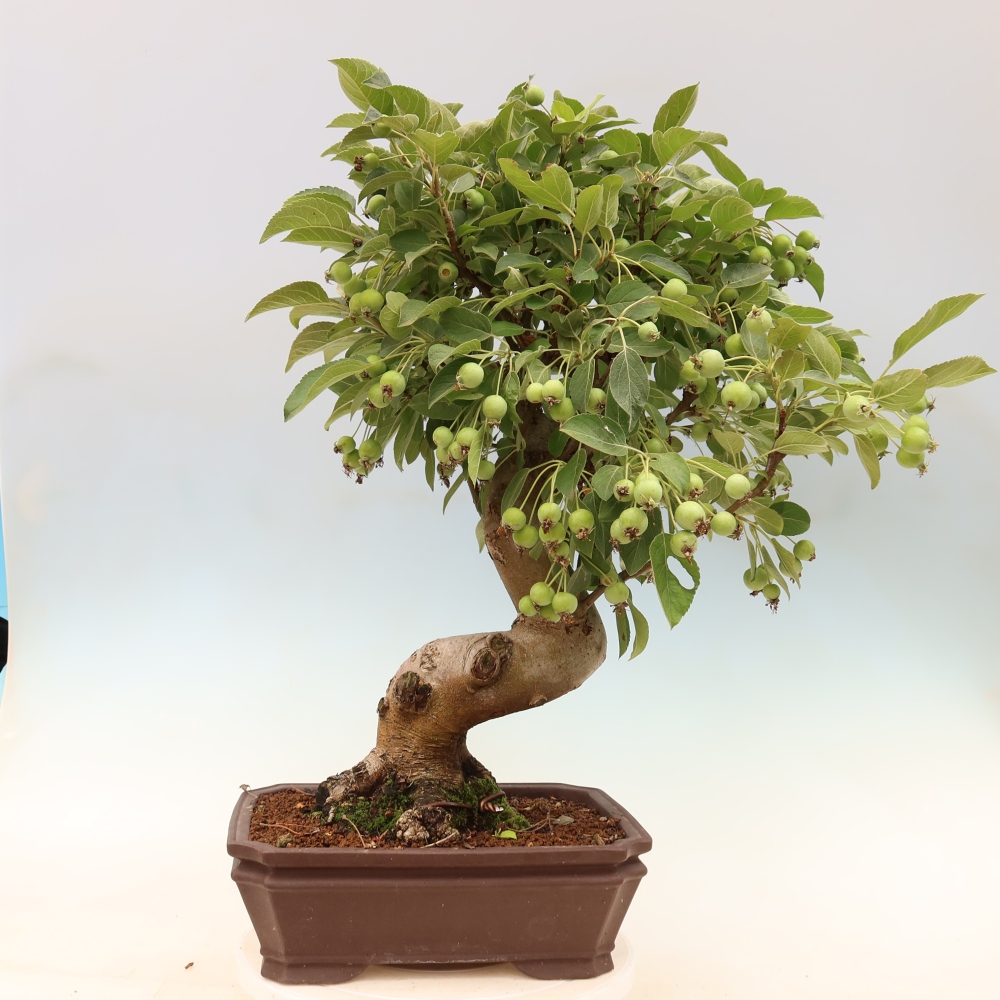 Bonsai voor buiten -Malus halliana - Appelboom met kleine vruchten