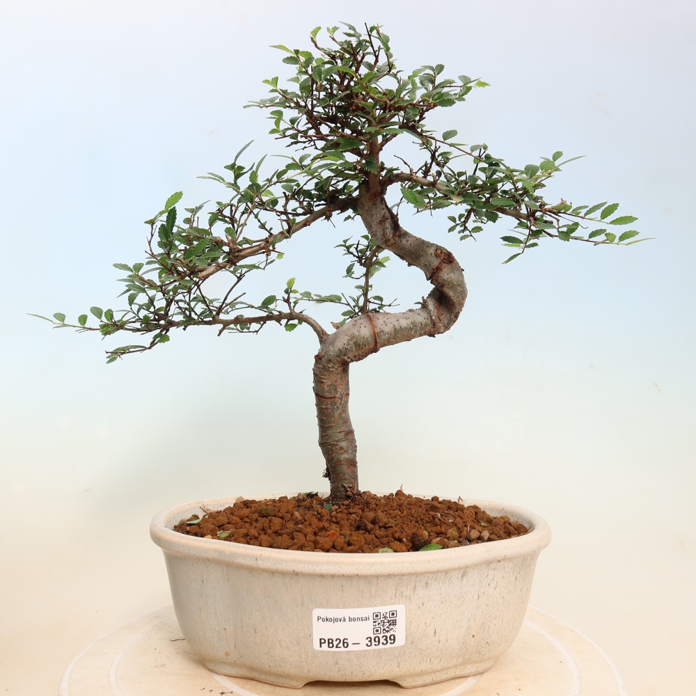 Kamerbonsai - Ulmus parvifolia - Winteriep