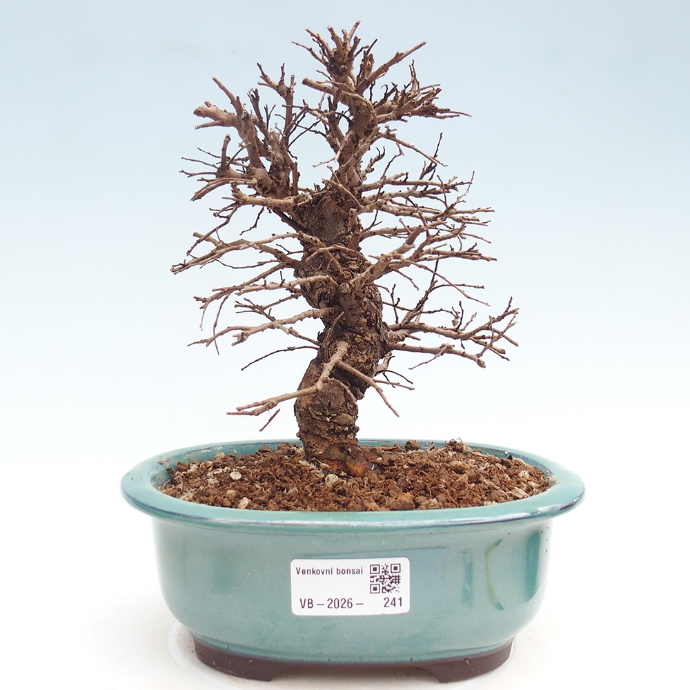 Bonsai voor buiten - Zelkova - Zelkova NIRE