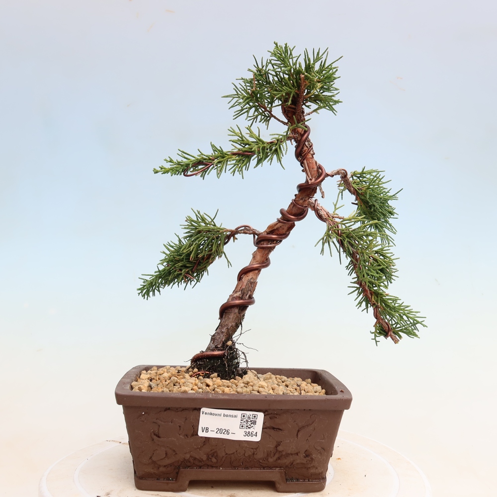 Bonsai voor buiten - Juniperus chinensis Kishu