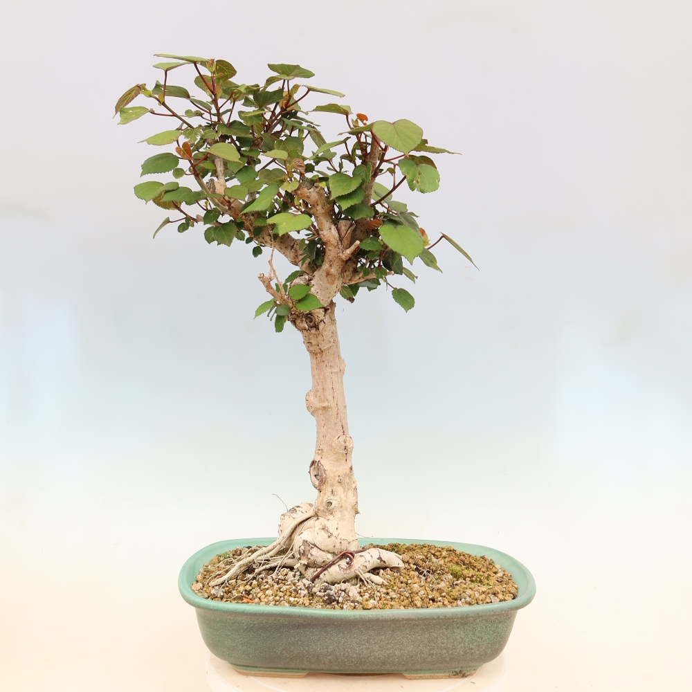 Bonsai voor binnen - Hibiscus tiliaceus - Zee Hibiscus