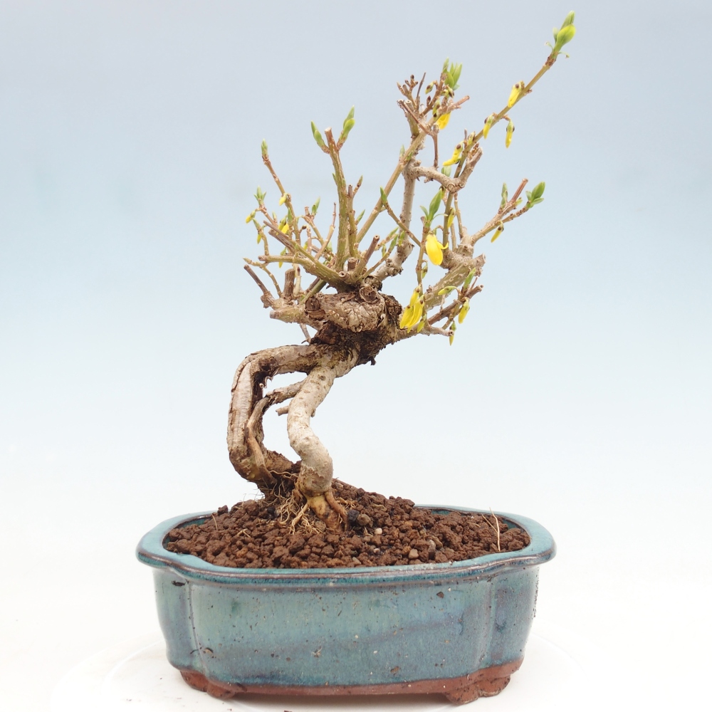 Bonsai voor buiten - Zlatice - Forsythia koreana