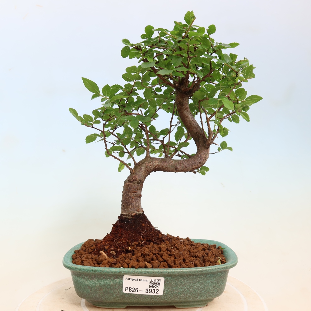 Kamerbonsai - Ulmus parvifolia - Winteriep