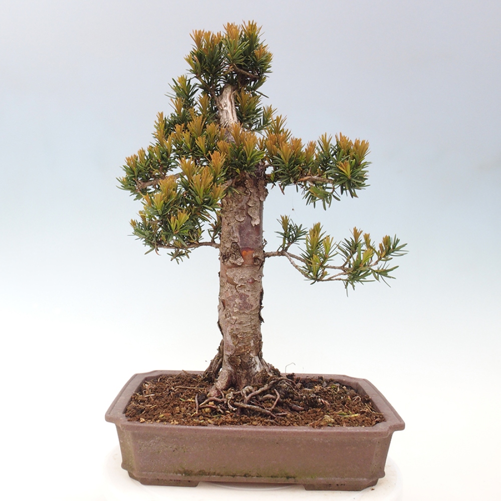 Bonsai voor buiten - Taxus cuspidata - Japanse Taxus
