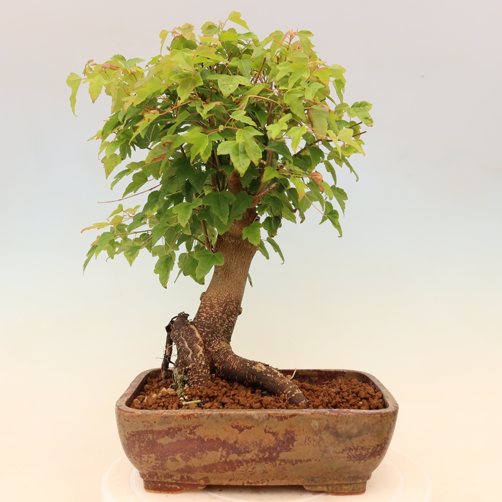 Bonsai voor buiten - Esdoorn Burger - Acer Burgerianum