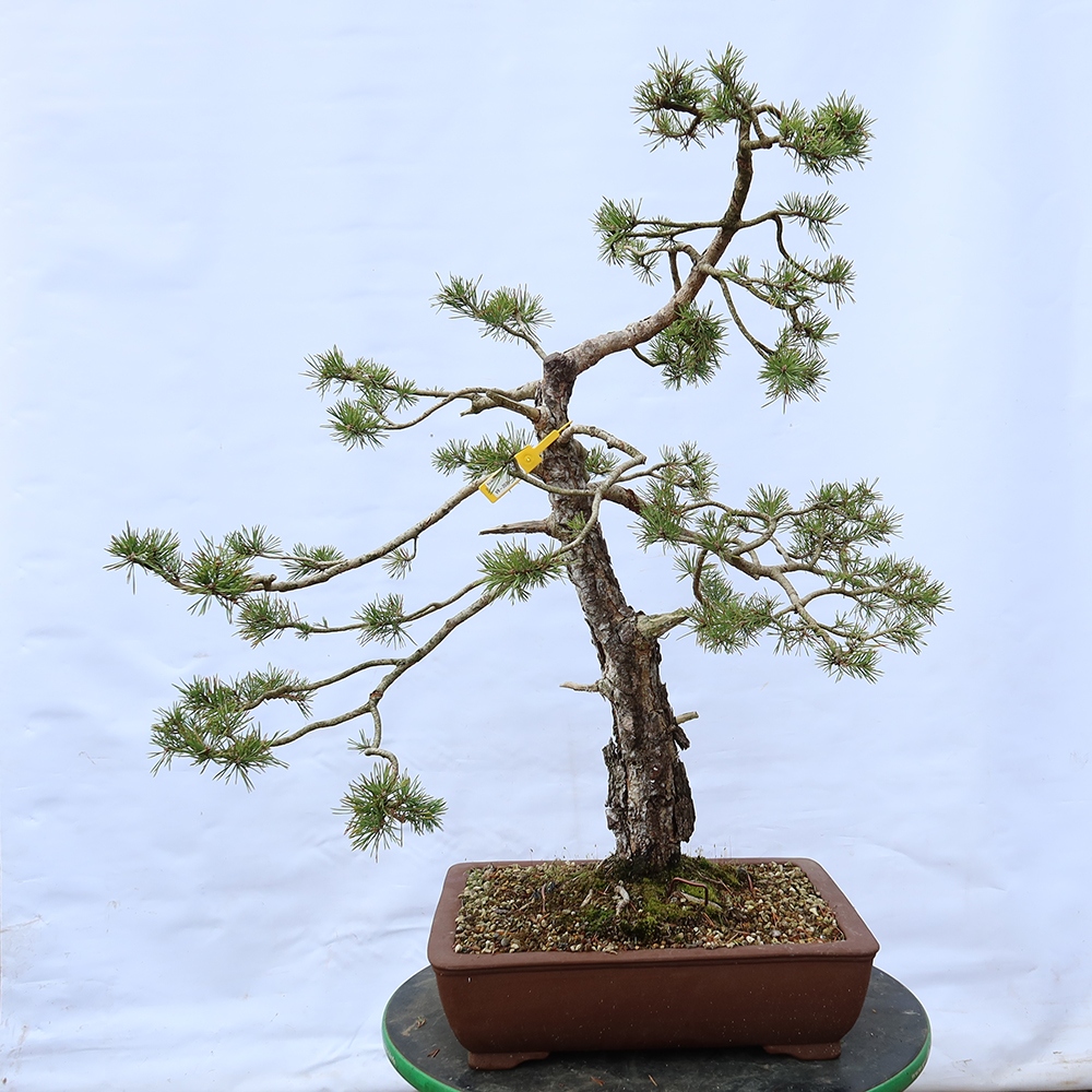 Pinus sylvestris Spanje - grove den