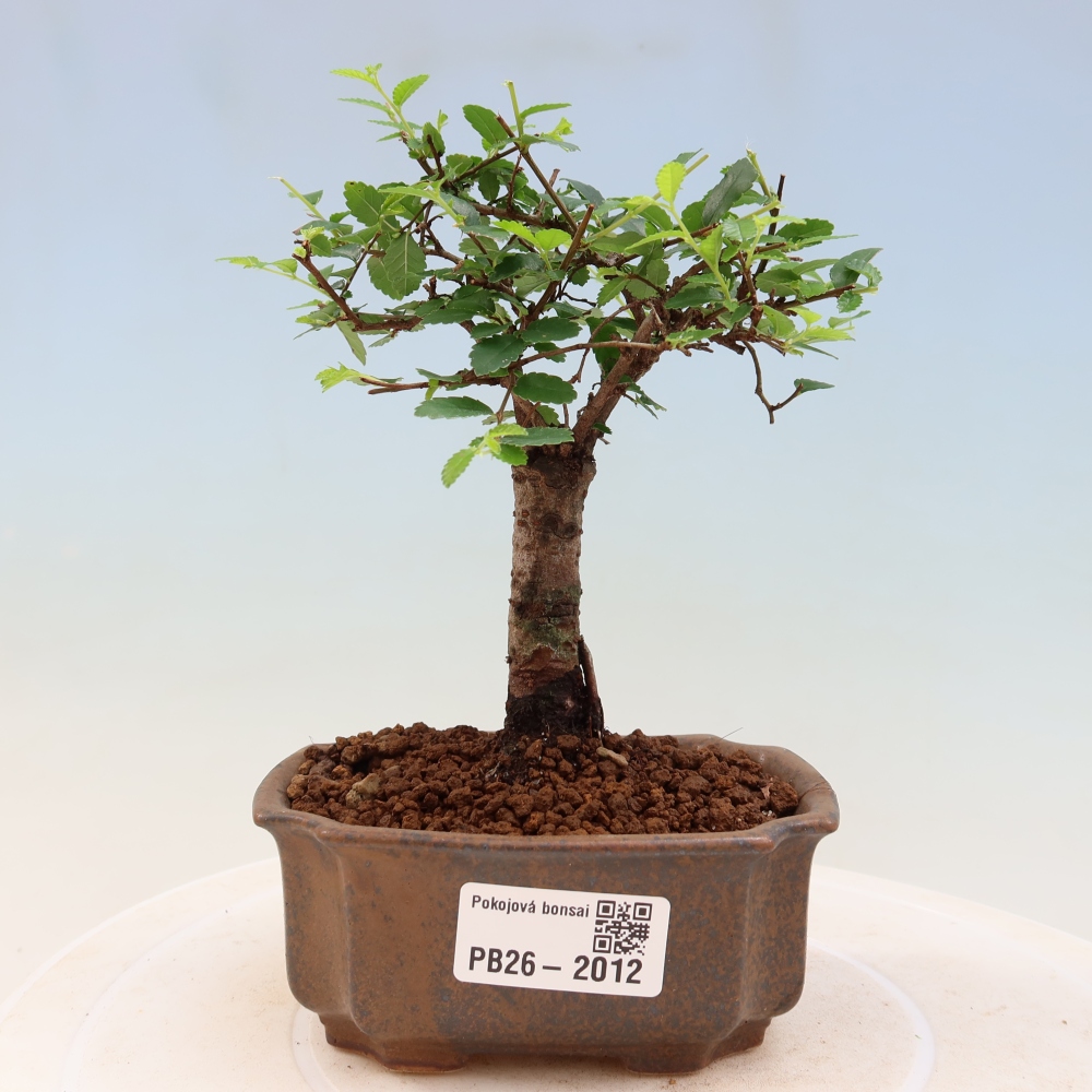 Kamerbonsai - Ulmus parvifolia - Winteriep