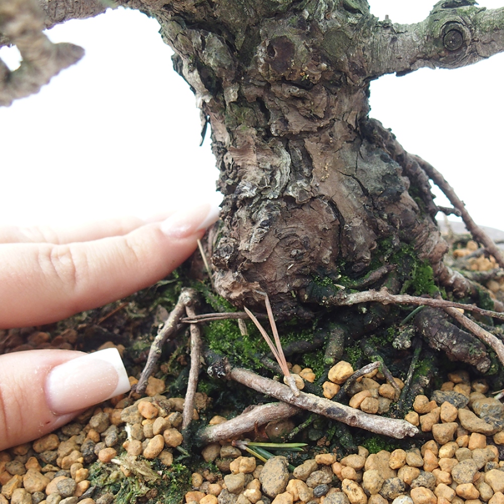 Bonsai voor buiten - Pinus thunbergii Kotobuki - Thunberg den