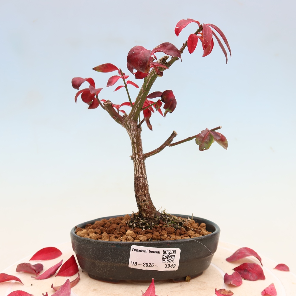 Bonsai voor buiten -  Euonymus alatus comactus  - gevleugelde spindelstruik