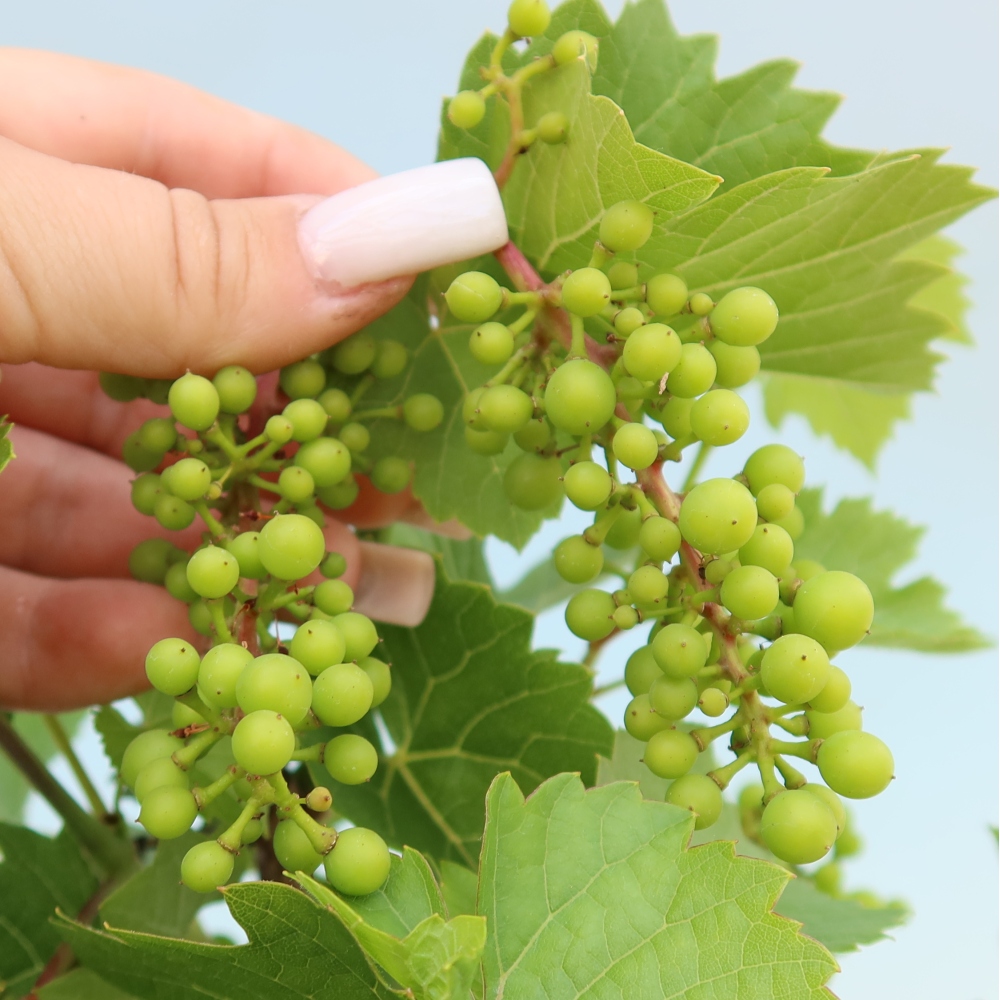 Buitenbonsai - Wijnstok - Vitis vinifera 