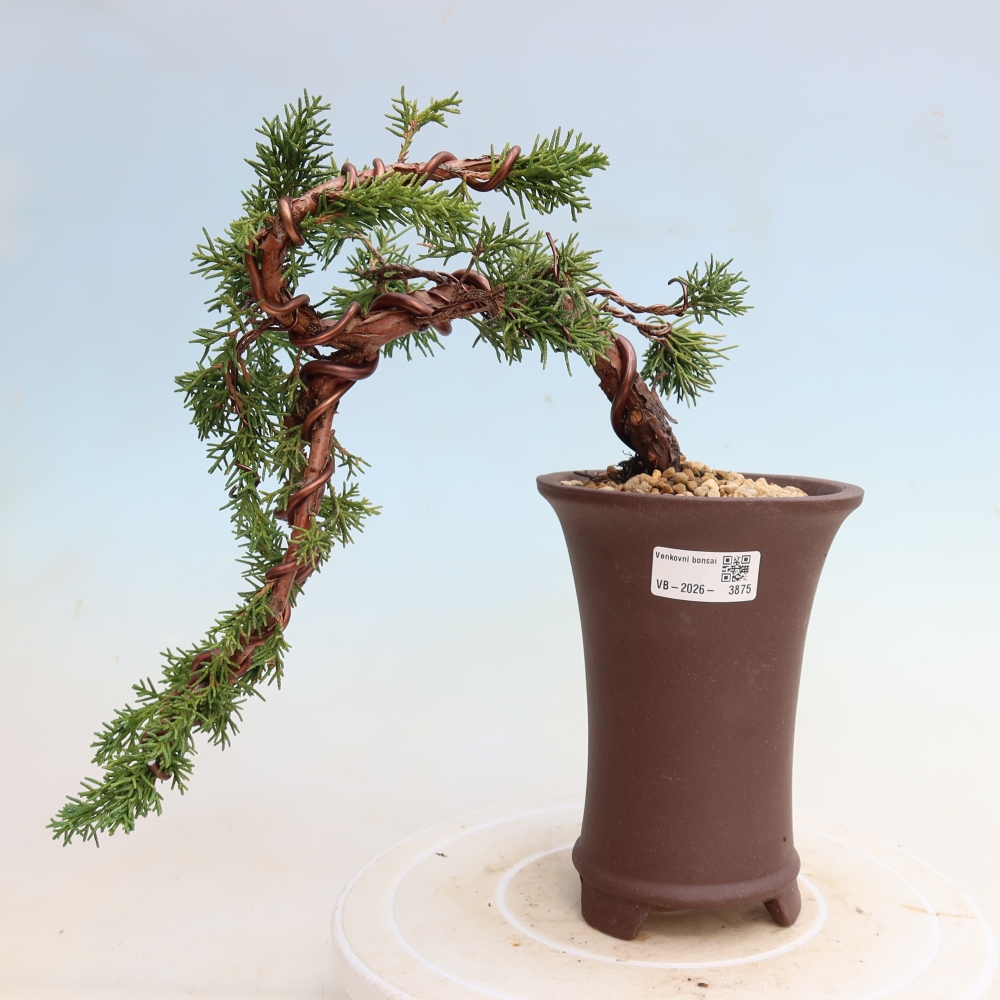 Bonsai voor buiten - Juniperus chinensis Kishu