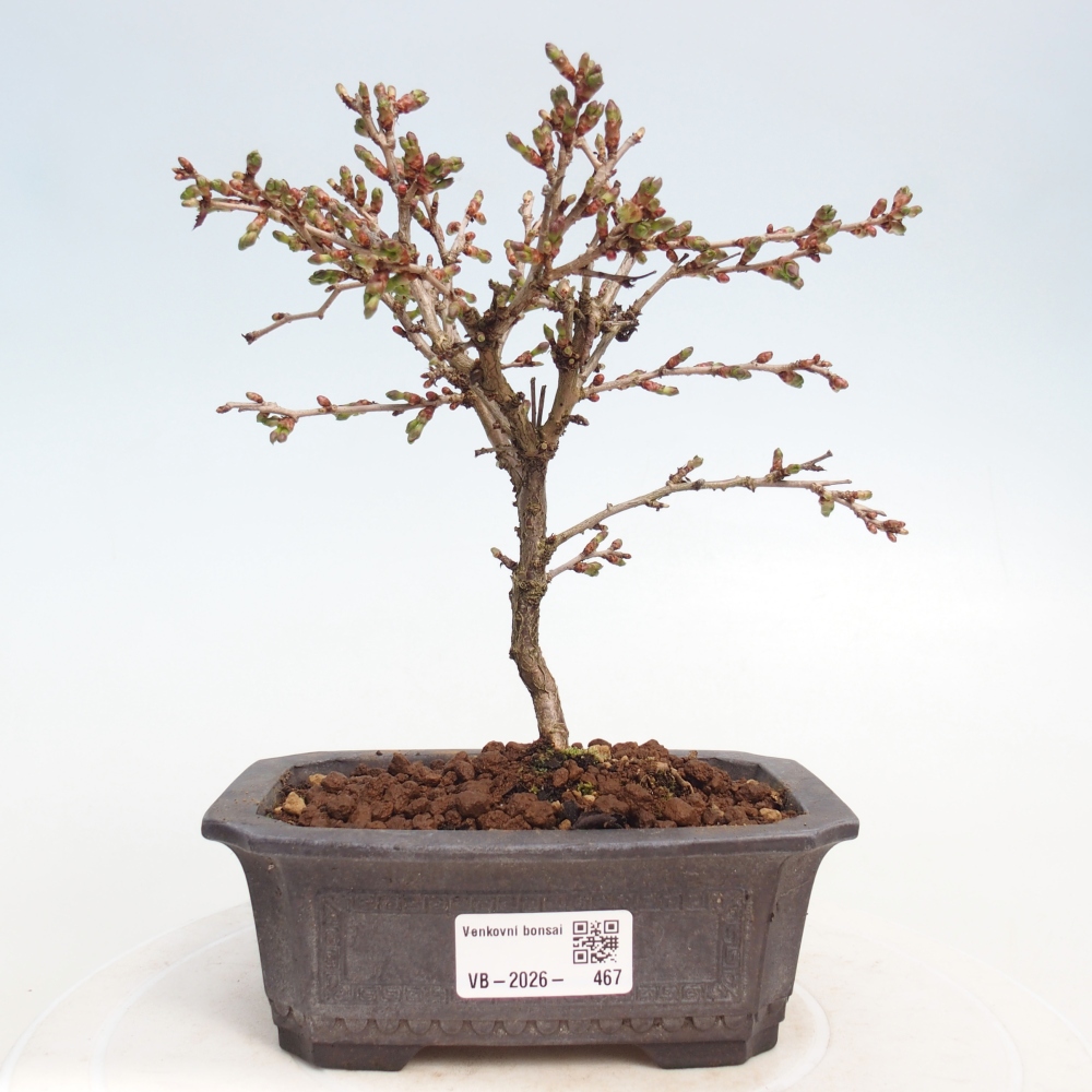 Bonsai voor buiten - Prunus incisa Kojou-no mai-Plivon uitgesneden