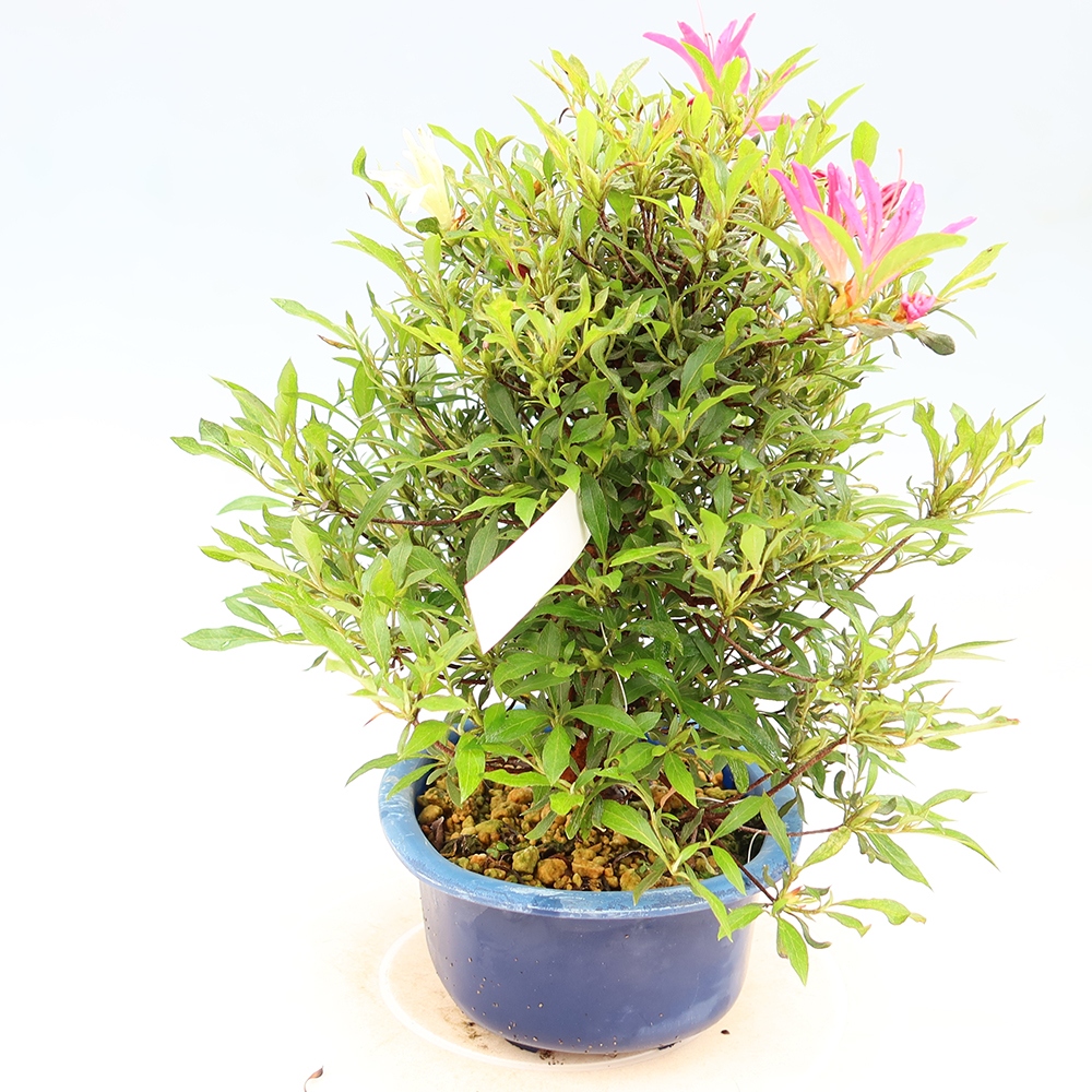 Bonsai voor buiten - Japanse Azalea - Azalea Ryusen