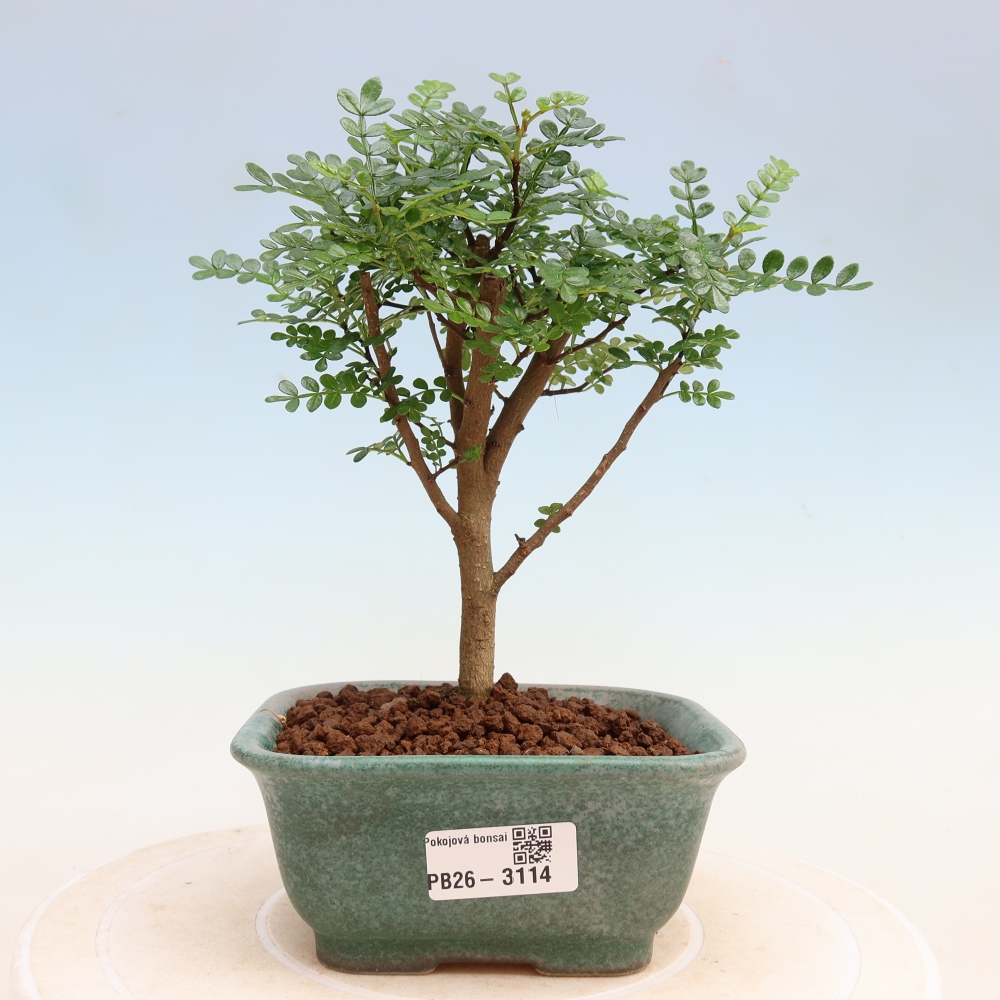 Kamerbonsai - Zantoxylum piperitum - peperboom