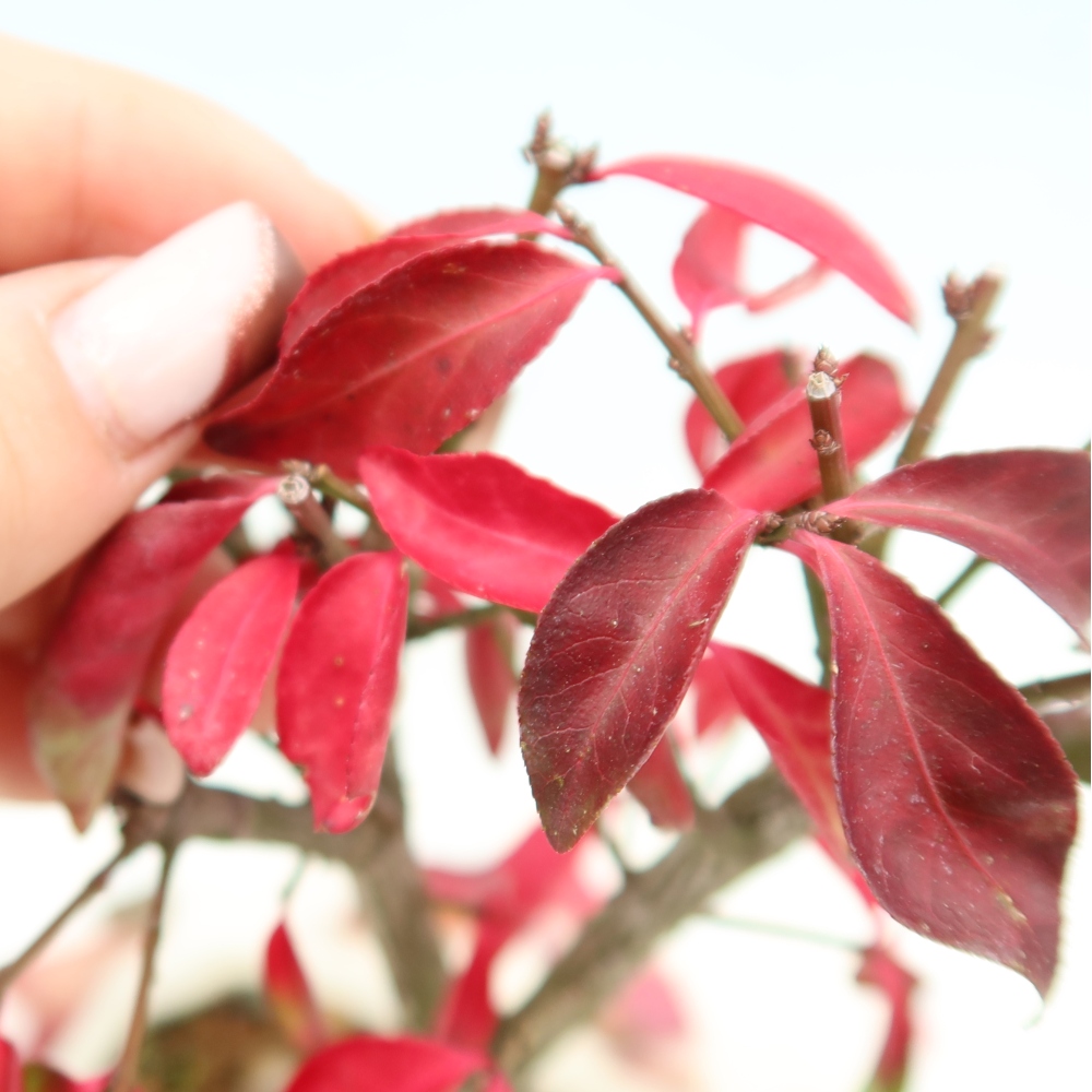 Bonsai voor buiten -  Euonymus alatus comactus  - gevleugelde spindelstruik