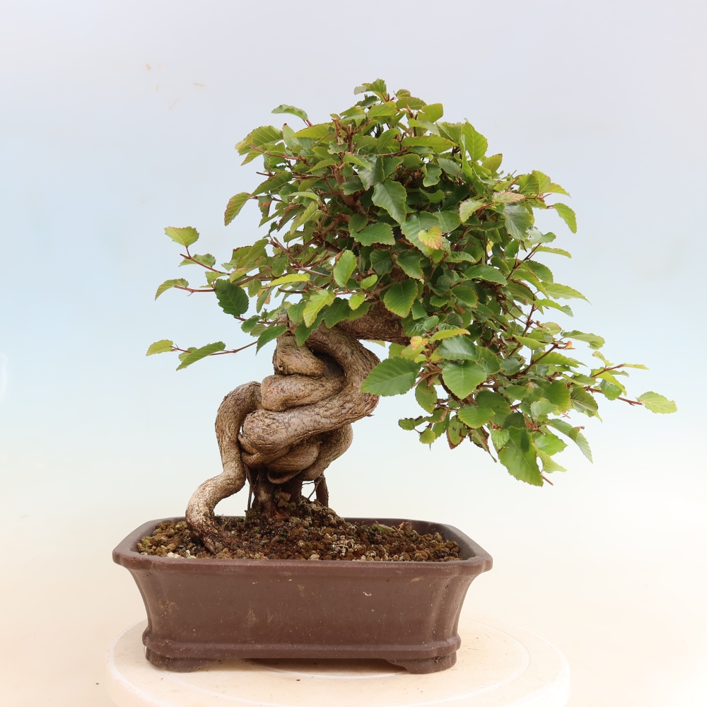 Bonsai voor buiten -Carpinus CARPINOIDES - Koreaanse haagbeuk