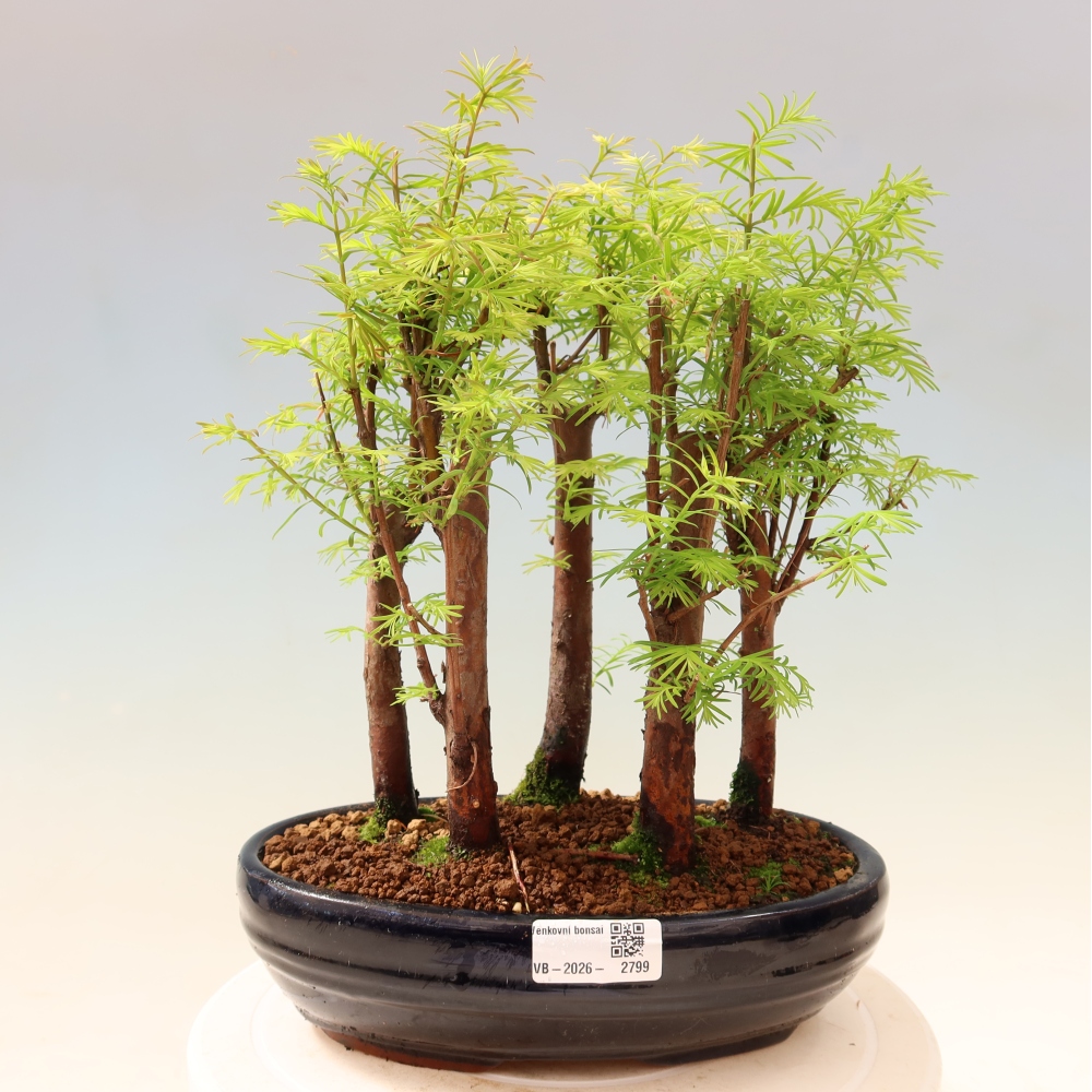 Buitenbonsai - Metasequoia glyptostroboides - Chinese metasequoia - bosje
