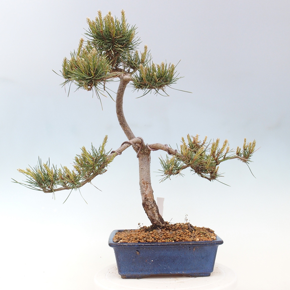 Bonsai voor buiten - Pinus Sylvestris Watererri - grove den