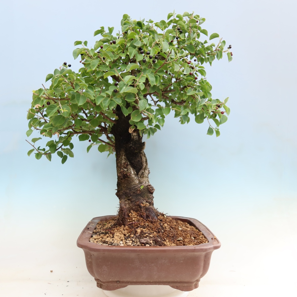 Bonsai voor buiten - Mahalebka - Prunus mahaleb