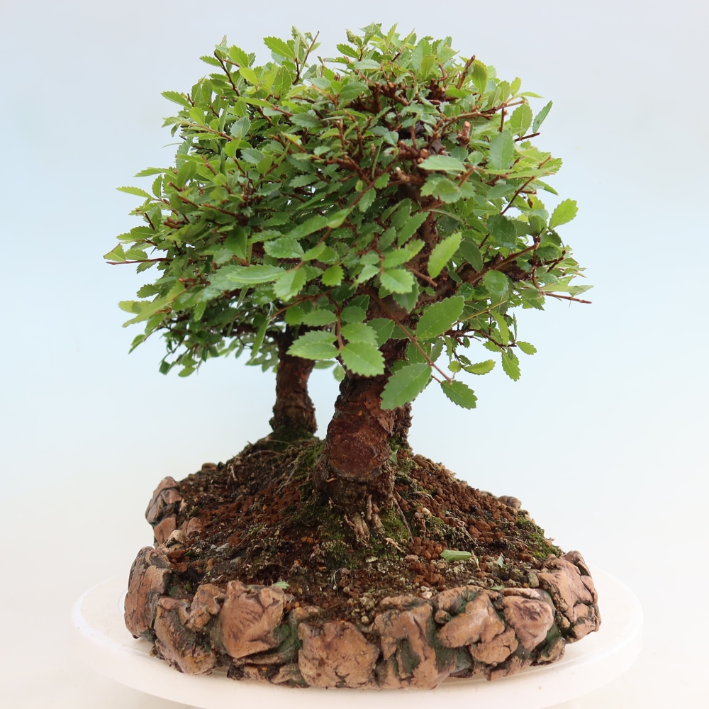 Buitenbonsai - Zelkova - Zelkova NIRE - bosje