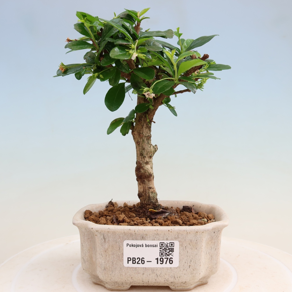 Kamerbonsai - Carmona macrophylla - Thee fuki