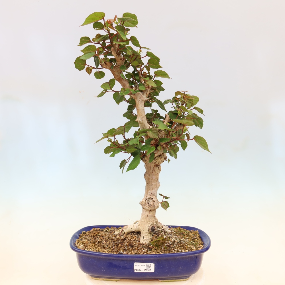 Bonsai voor binnen - Hibiscus tiliaceus - Zee Hibiscus