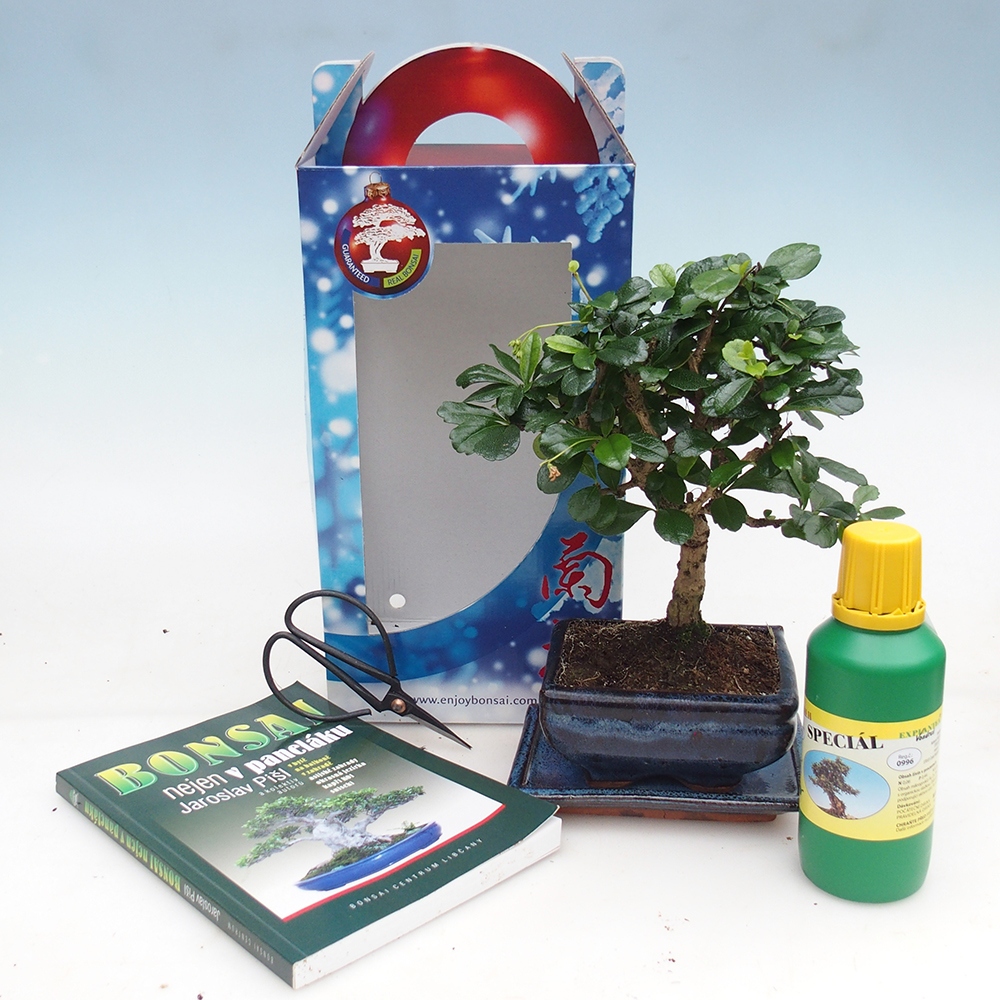 Kamerbonsai in geschenkverpakking Carmona microphylla - Thee fuki