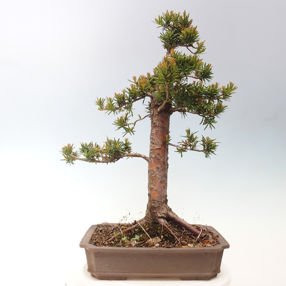 Bonsai voor buiten - Taxus cuspidata - Japanse Taxus