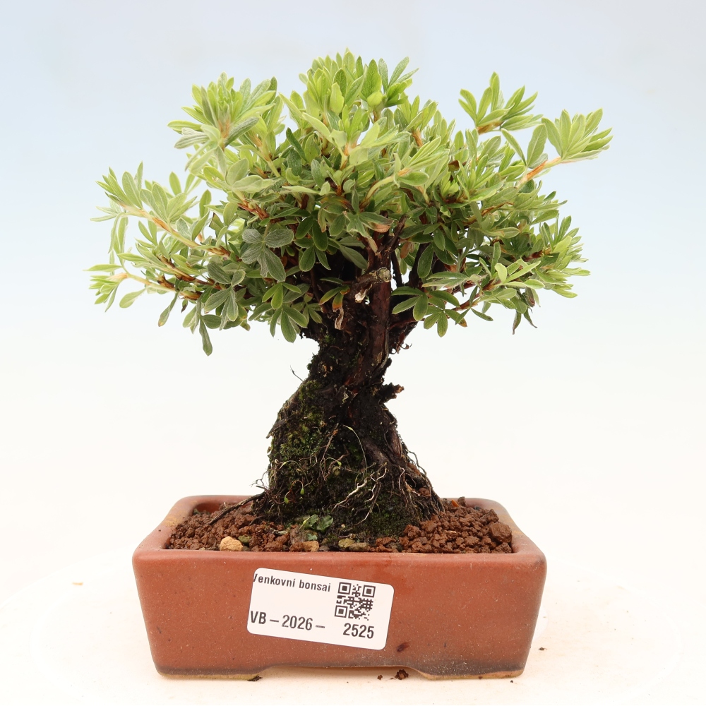 Bonsai voor buiten - Potentila fruticosa
