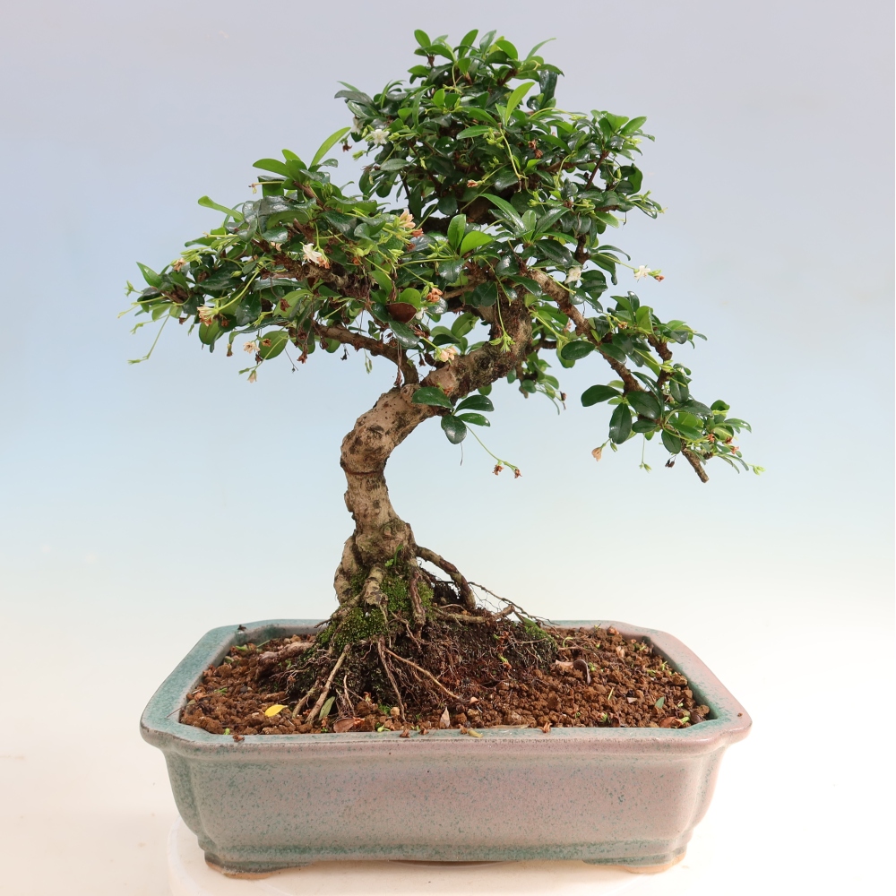 Kamerbonsai - Carmona macrophylla - Thee fuki