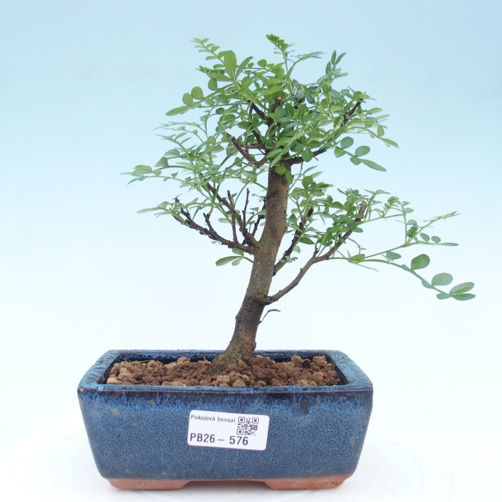 Kamerbonsai - Zantoxylum piperitum - peperboom