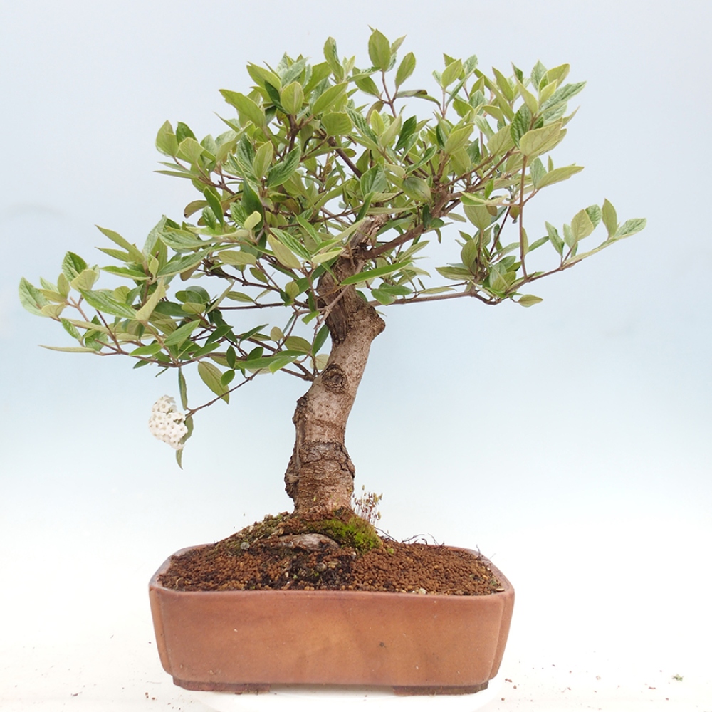 Bonsai voor buiten - Kalina Bodnanská - Viburum carlesii hemsi