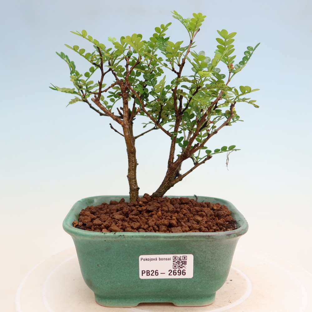 Kamerbonsai - Zantoxylum piperitum - peperboom