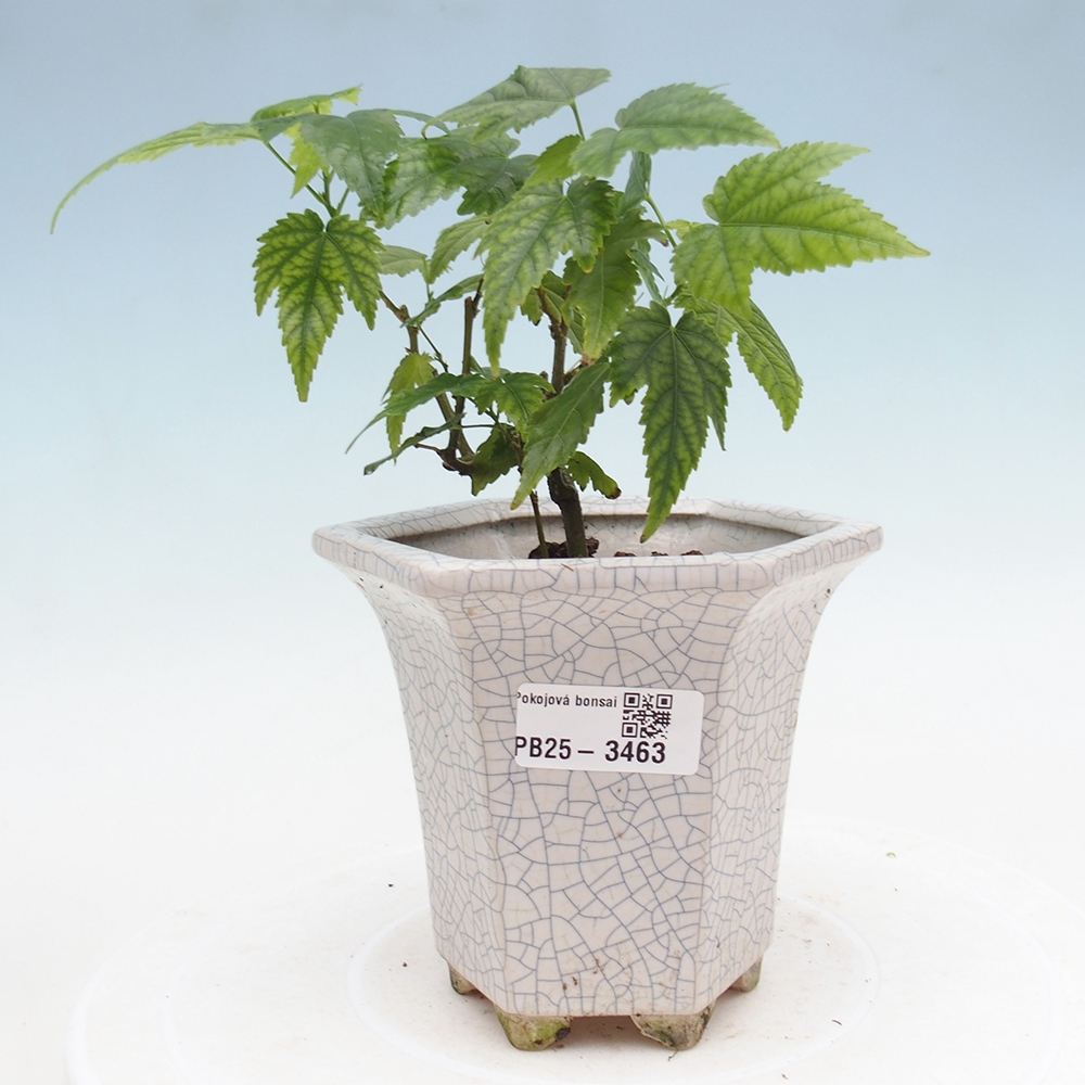 Kamerbonsai - Abutilon rode trompet - Kamerlinde