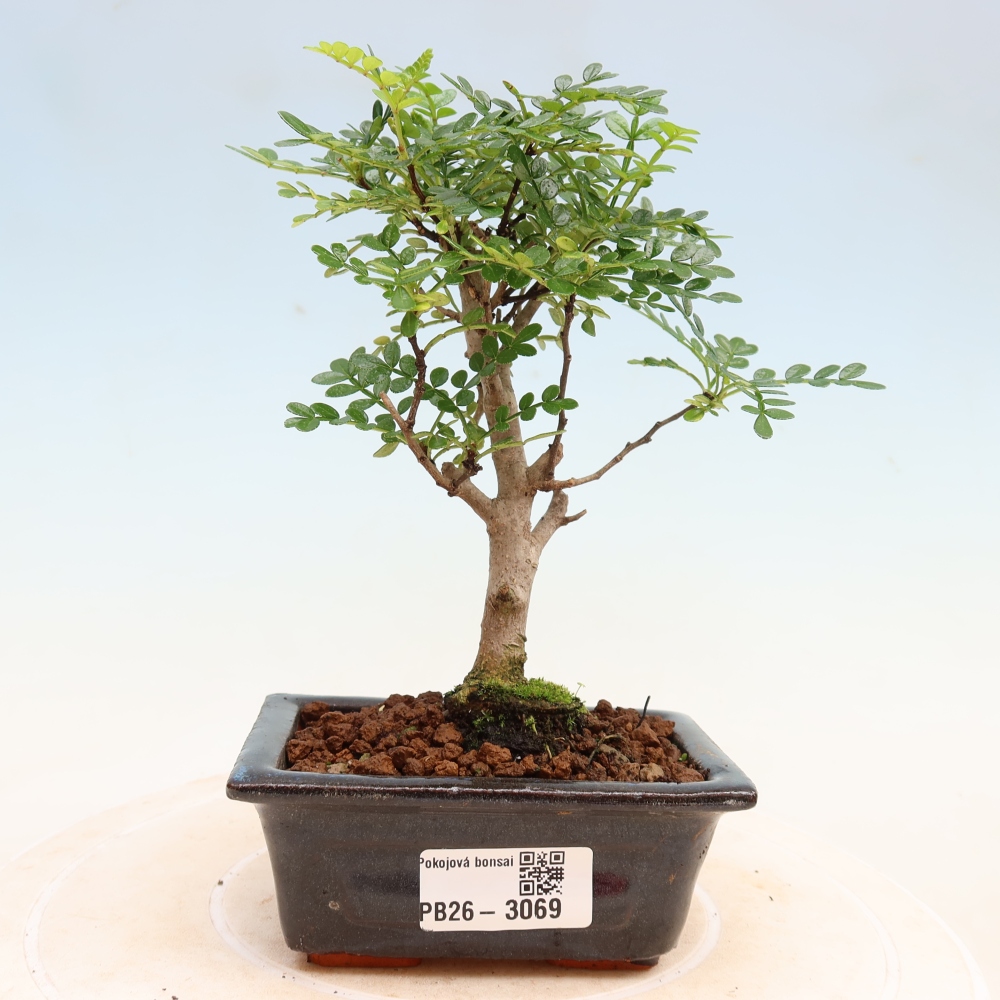 Kamerbonsai - Zantoxylum piperitum - peperboom