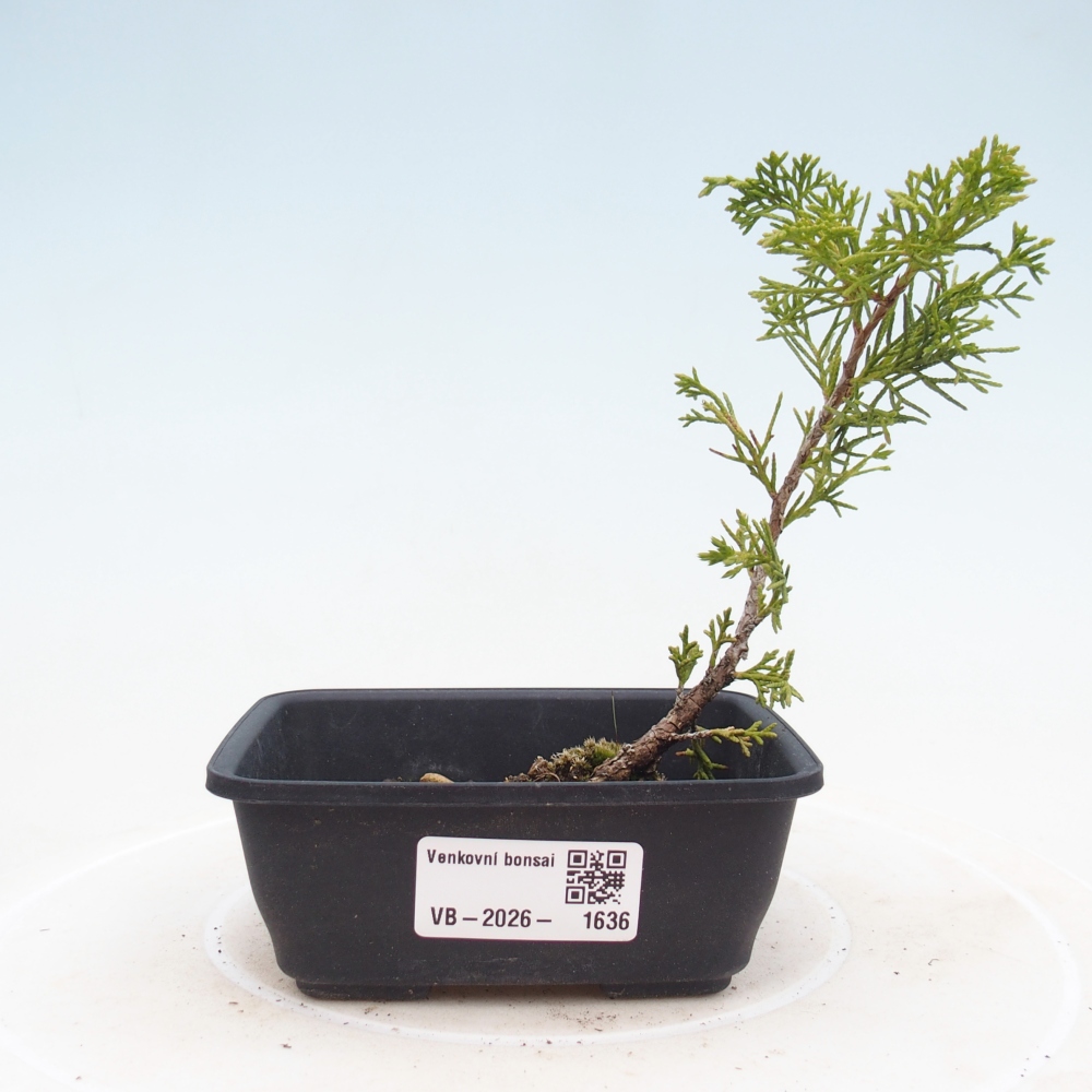 Bonsai voor buiten - Juniperus chinensis Itoigawa